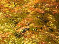 賽の磧付近の紅葉