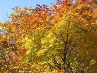 賽の磧付近の紅葉